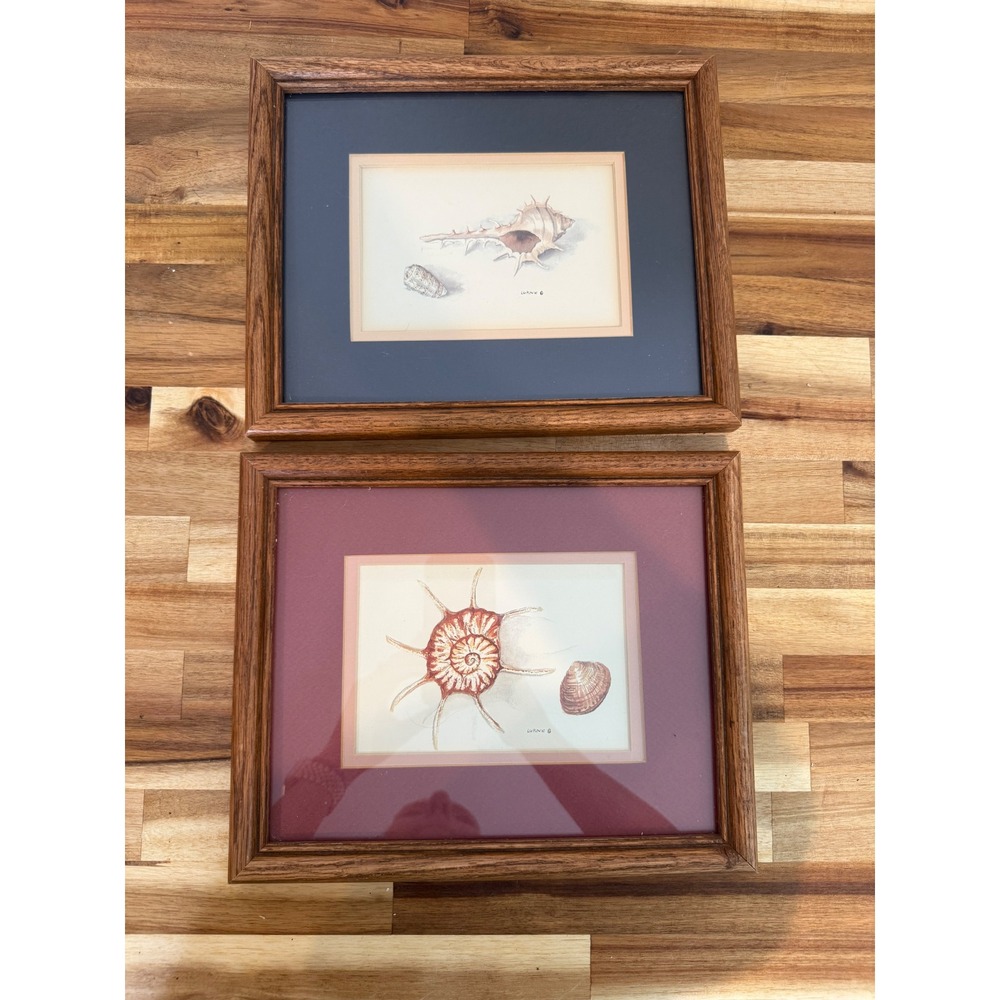 Vintage Anne Lukovic Seashell Prints Set of 2 Frame Coastal Art 8X10